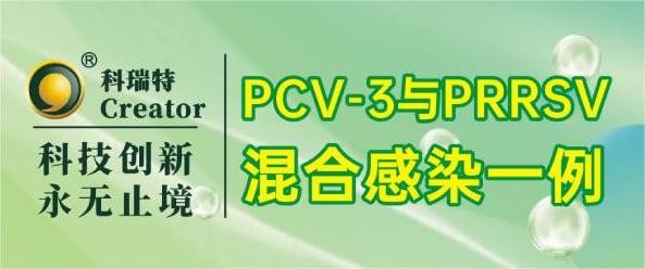 案例分享 | PCV-3與PRRSV混合感染一例